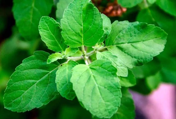 Holy basil plant